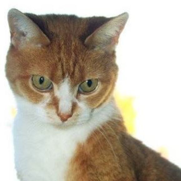 Meet your Posher, Deborah - Picture 1 of 1