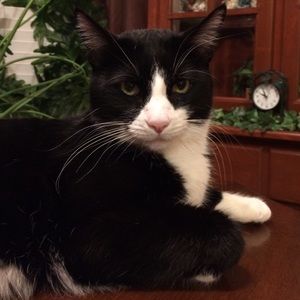 Meet your Posher, Dolores