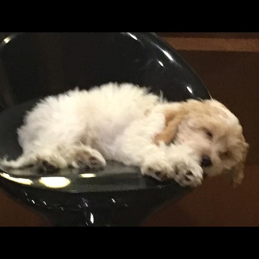 Meet your Posher, Ashley