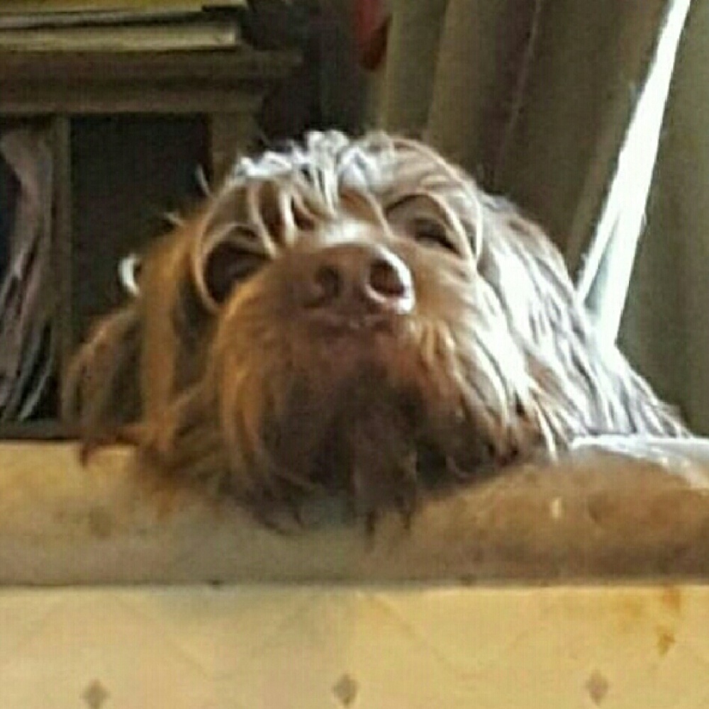 Meet your Posher, Wendy