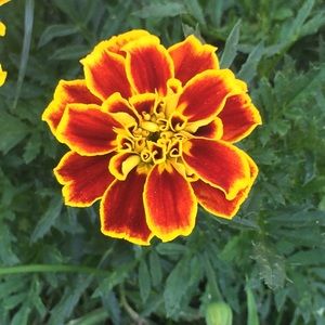 Meet your Posher, Kelley