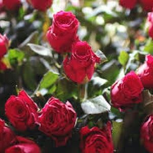 Meet your Posher, Somaia