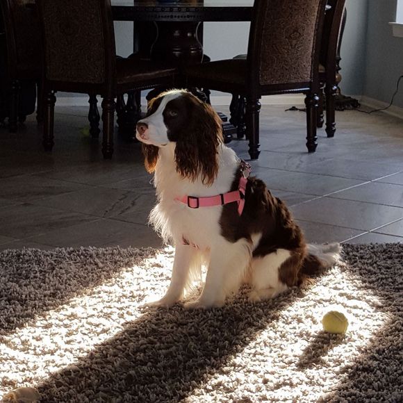 Meet your Posher, Rhoda - Picture 1 of 1