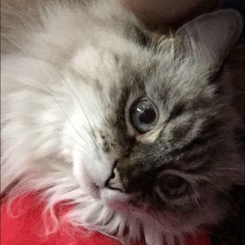 Meet your Posher, Melssa