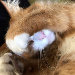 Meet your Posher, Georgette