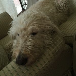 Meet your Posher, Colin