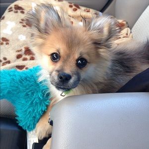 Meet your Posher, Brandi