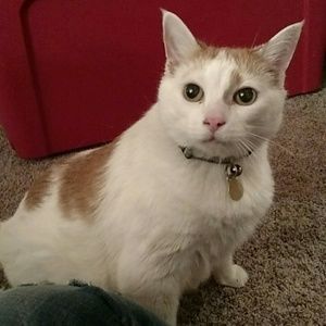 Meet your Posher, Abby