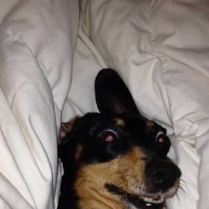 Meet your Posher, Chris