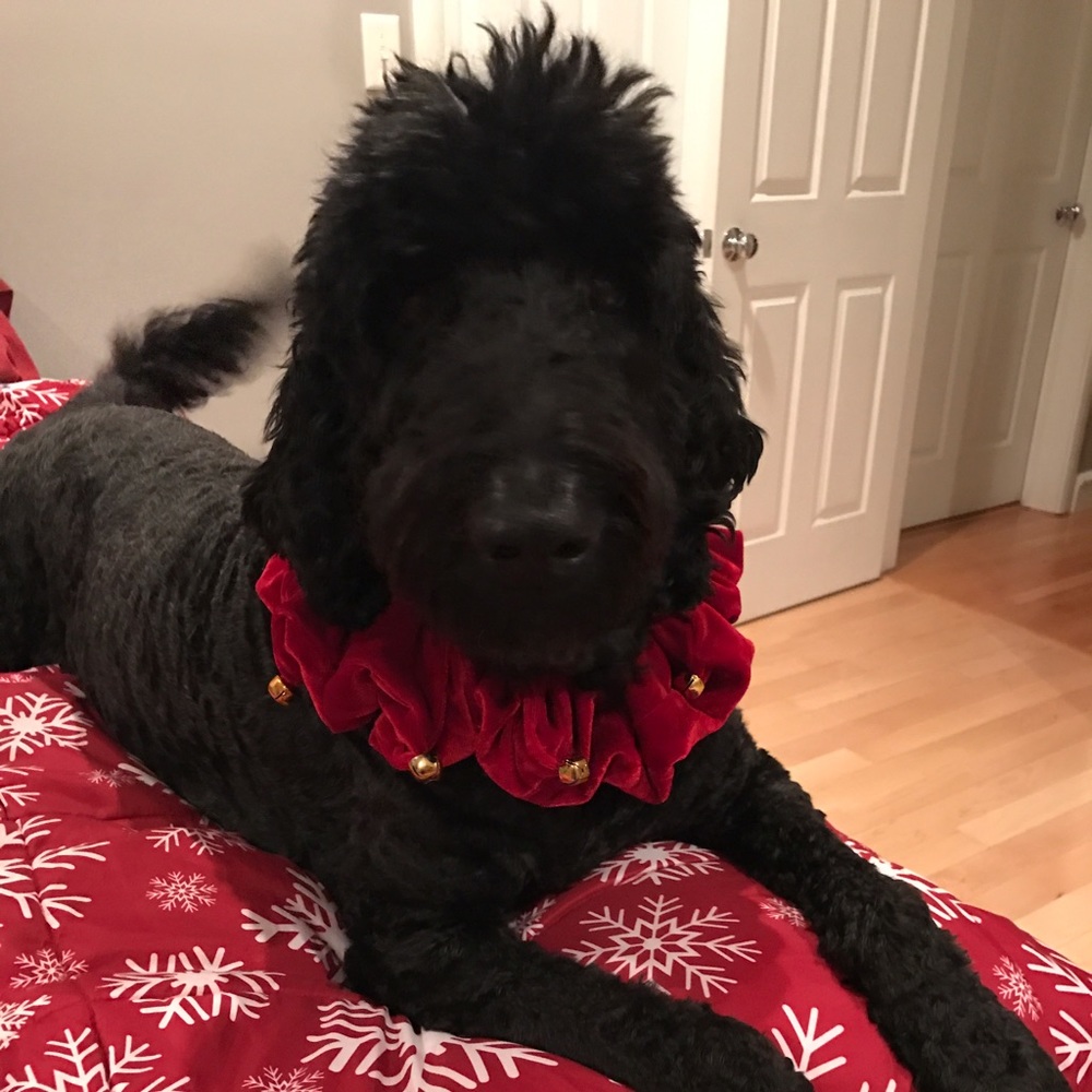 Meet your Posher, Sasha