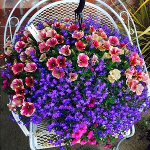 Meet your Posher, Marcelino