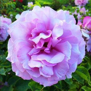 Meet your Posher, Desirae