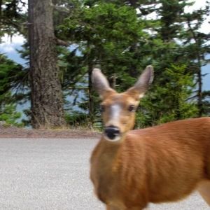 Meet your Posher, Shearly