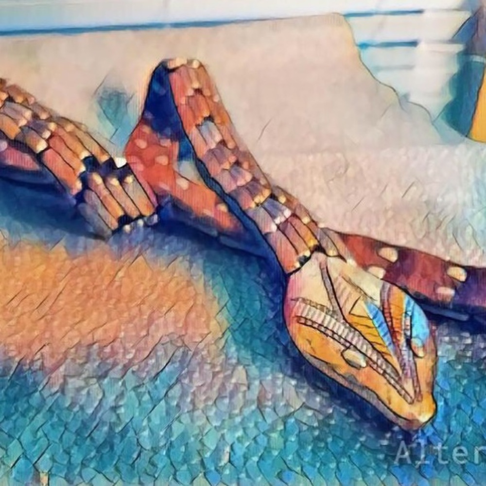 This is not for sale. Urban Outfitters Snake belt.