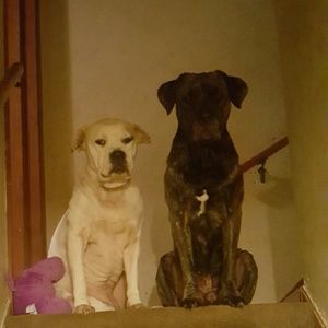 Meet your Posher, Patrice