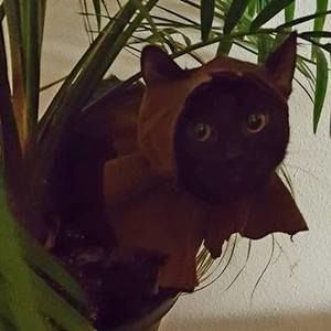 Meet your Posher, Devin