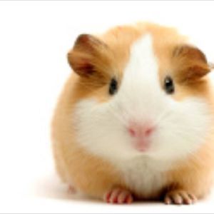 Meet your Posher, Nic