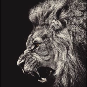 Meet your Posher, Misa