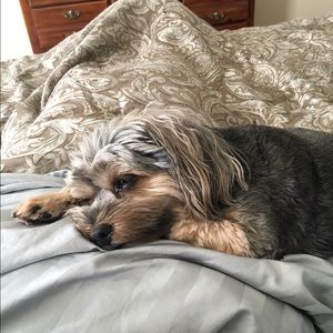 Meet your Posher, Francis