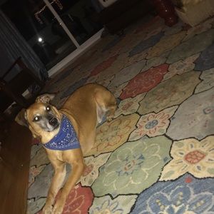 Meet your Posher, Henry