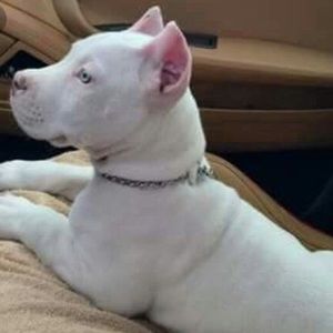 Meet your Posher, Rafael