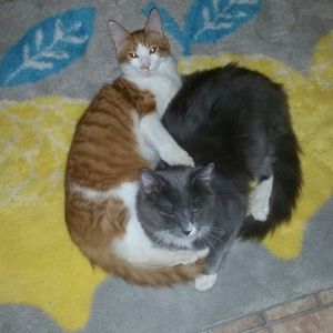 Meet your Posher, Misty