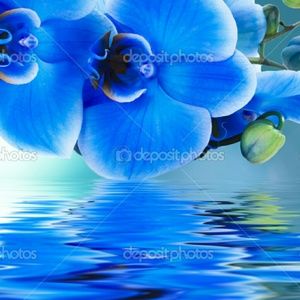 Meet your Posher, Blunt