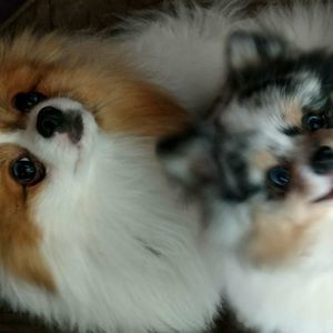 Meet your Posher, Julie