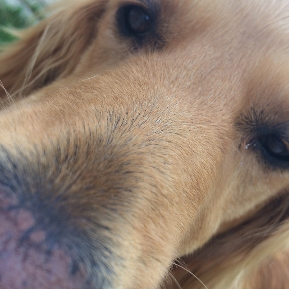 Meet your Posher, Stevie - Picture 1 of 1