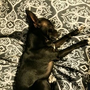 Meet your Posher, Stella