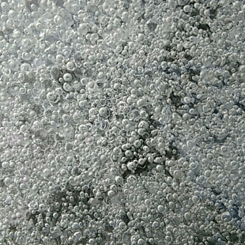 Meet your Posher, Carlie