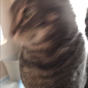 Meet your Posher, Huilan