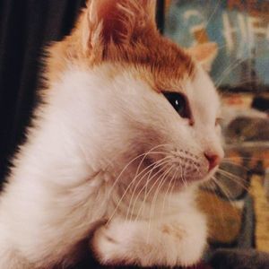 Meet your Posher, Ann