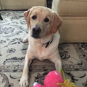 Meet your Posher, Meg