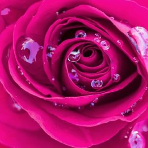 Meet your Posher, Bridgett