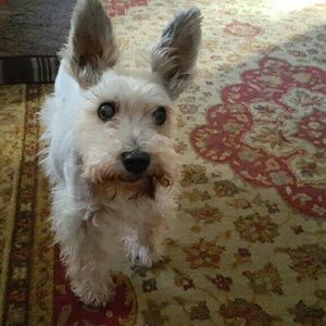 Meet your Posher, Beverly