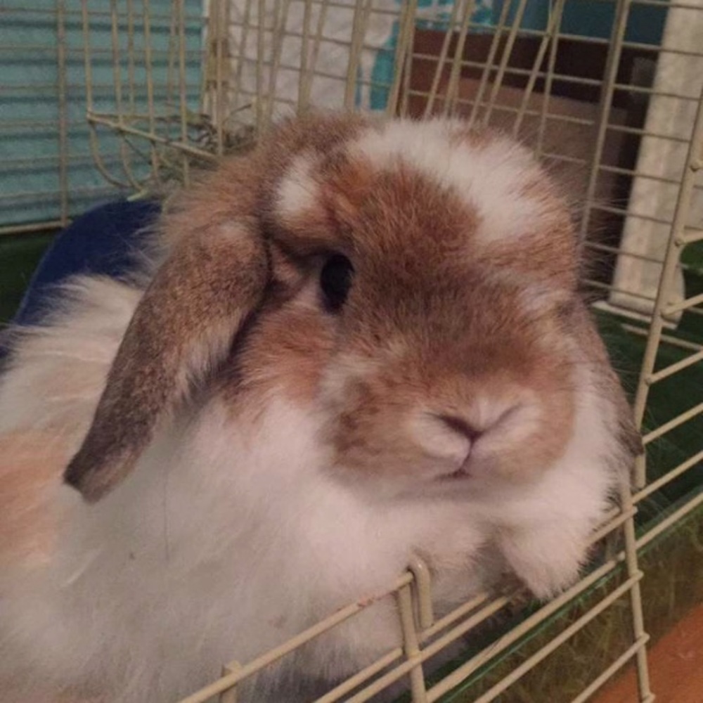 Meet your Posher, Hanna