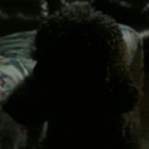 Meet your Posher, Tamra