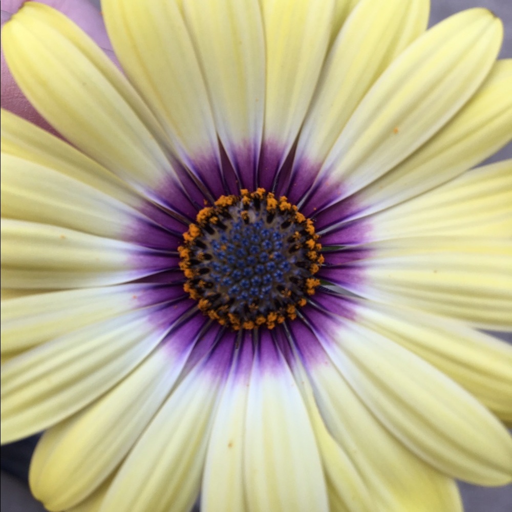 Meet your Posher, Skye