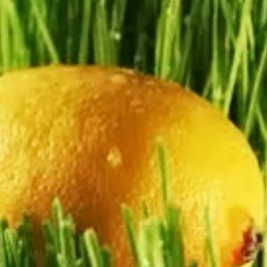 Meet your Posher, Kyle m daly