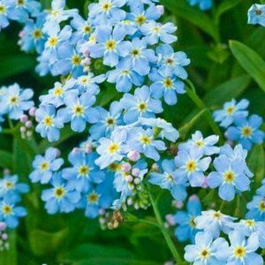 Meet your Posher, Ella