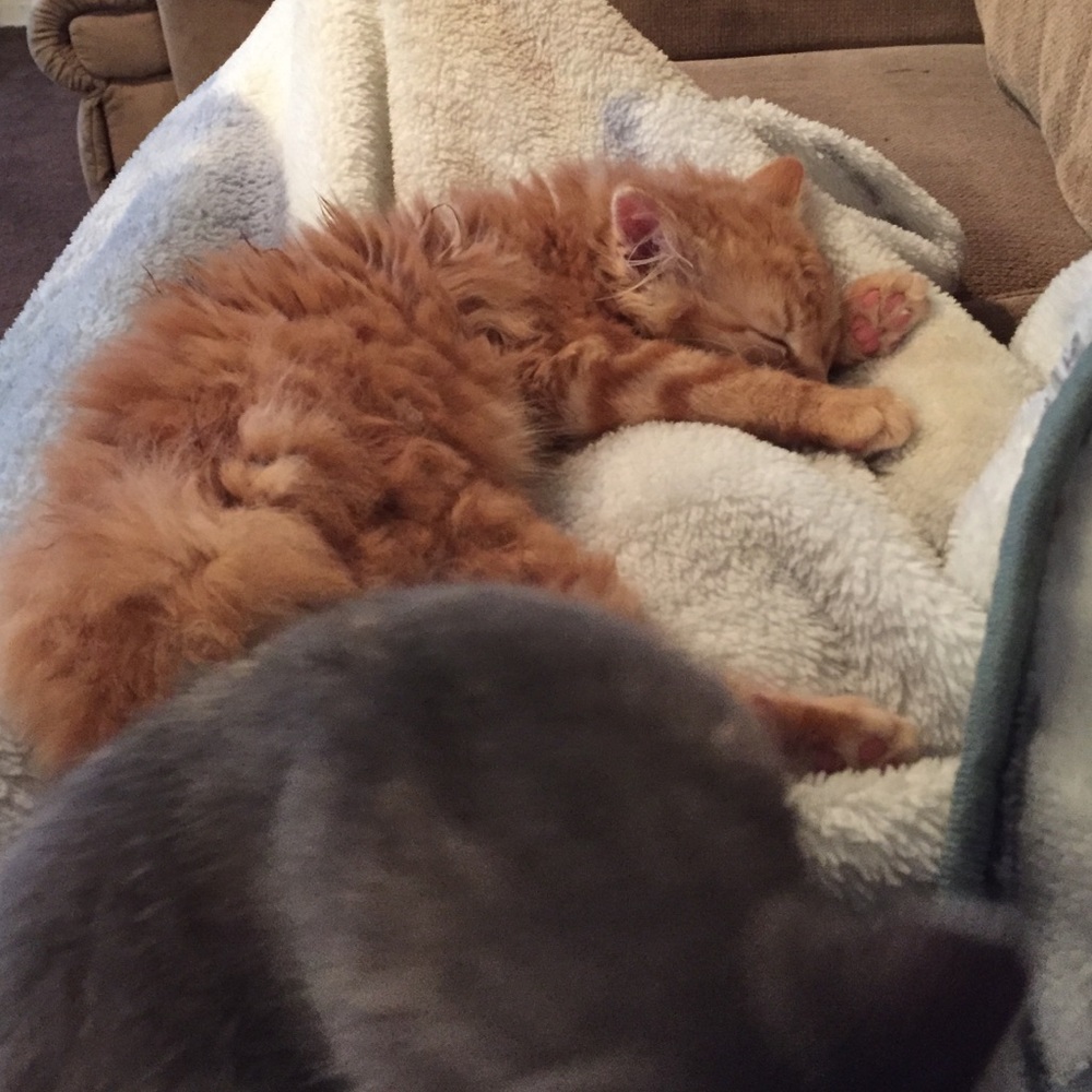 Meet your Posher, Ashley