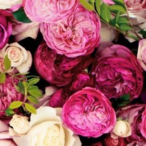 Meet your Posher, Alexandra