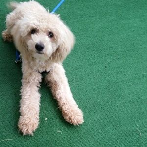 Meet your Posher, April