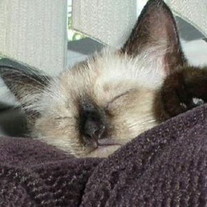 Meet your Posher, Patti