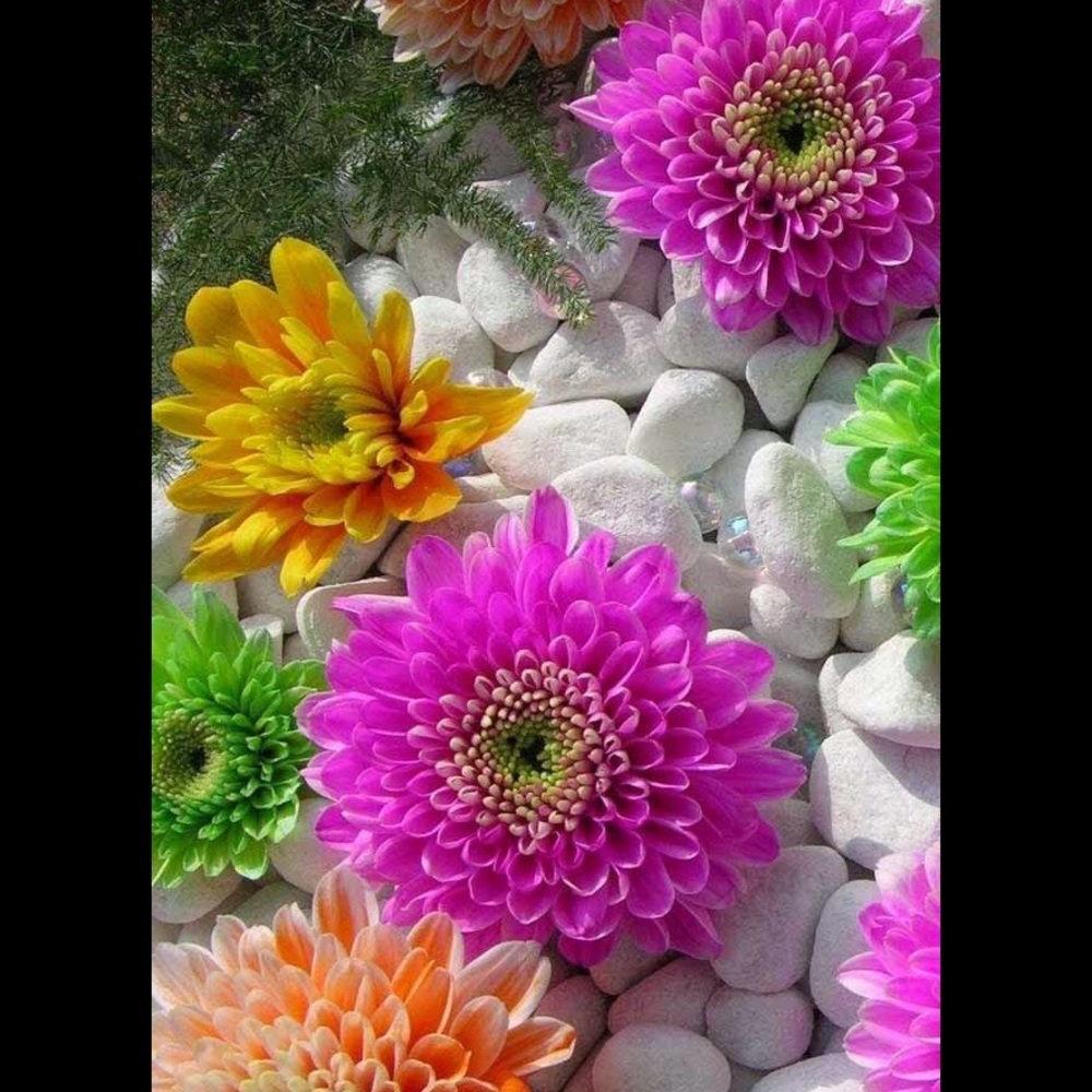 Meet your Posher, Francine