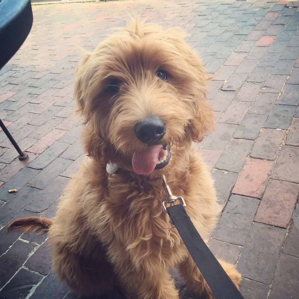 Meet your Posher, Christi