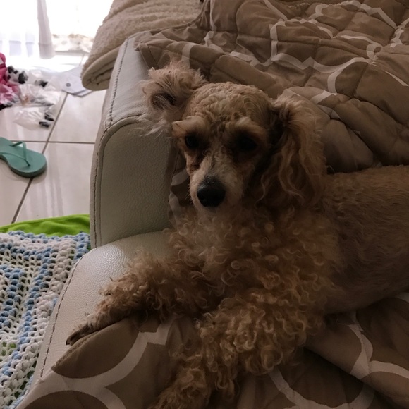 Meet your Posher, Cassi - Picture 1 of 1