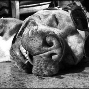 Meet your Posher, Roxanne