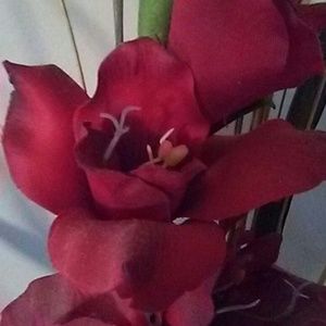 Meet your Posher, Marva